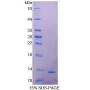 SDS-PAGE analysis of Human PDGFAA Protein.