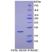 SDS-PAGE analysis of Mouse PDGFAA Protein.