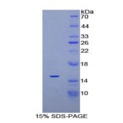 SDS-PAGE analysis of Rat PDGFAA Protein.