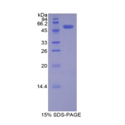 SDS-PAGE analysis of Mouse PDGFBB Protein.