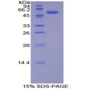 SDS-PAGE analysis of Rat PDGFBB Protein.