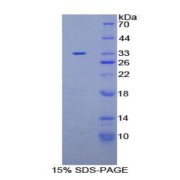 SDS-PAGE analysis of Human PLEKHA1 Protein.