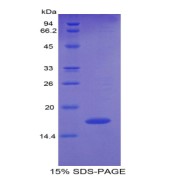 SDS-PAGE analysis of Human Pleiotrophin Protein.