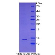 SDS-PAGE analysis of Human PABPC1L Protein.