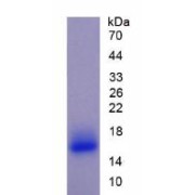 SDS-PAGE analysis of Cow PIGR Protein.