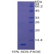SDS-PAGE analysis of Cow PIGR Protein.