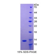 SDS-PAGE analysis of Rat PIGR Protein.