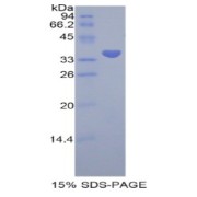 SDS-PAGE analysis of Human PRAME Protein.