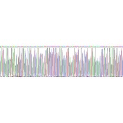 Human Pregnancy Associated Plasma Protein A (PAPPA) Protein