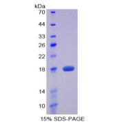 SDS-PAGE analysis of recombinant Mouse Preprovasopressin Protein.