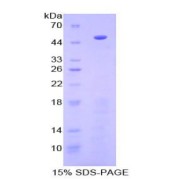 SDS-PAGE analysis of Human PCPE1 Protein.