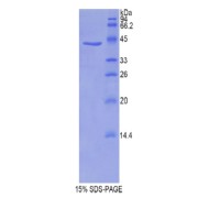 SDS-PAGE analysis of Mouse Profilin 1 Protein.