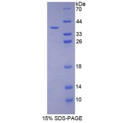 SDS-PAGE analysis of recombinant Mouse PD-L1/CD274 Protein.