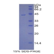 SDS-PAGE analysis of Mouse PIP Protein.