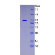 SDS-PAGE analysis of Mouse PTGES2 Protein.