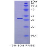 SDS-PAGE analysis of Mouse PDIA2 Protein.