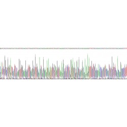 Human Protein Kinase C Epsilon (PKCe) Protein