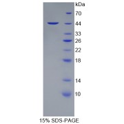 SDS-PAGE analysis of Human PTPRC Protein.