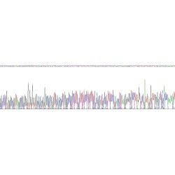 Human Proteoglycan 4 (PRG4) Protein