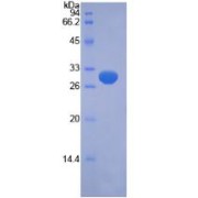 SDS-PAGE analysis of Human PINK1 Protein.