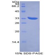 SDS-PAGE analysis of Mouse PINK1 Protein.