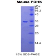 SDS-PAGE analysis of Mouse PDHb Protein.