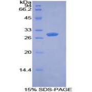 SDS-PAGE analysis of Mouse PDK1 Protein.