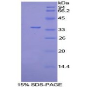 SDS-PAGE analysis of Mouse PDK4 Protein.