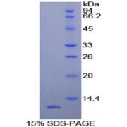 SDS-PAGE analysis of Human RANTES Protein.