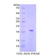 SDS-PAGE analysis of recombinant Mouse Relaxin Protein.