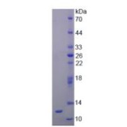 SDS-PAGE analysis of Rat Renin Protein.