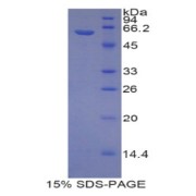 SDS-PAGE analysis of Rat Reprimo Protein.