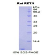 SDS-PAGE analysis of Rat Resistin Protein.