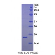 SDS-PAGE analysis of Rat RBP2 Protein.