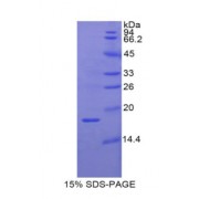 SDS-PAGE analysis of Pig RBP2 Protein.