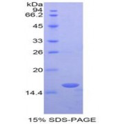 SDS-PAGE analysis of Mouse RBP3 Protein.