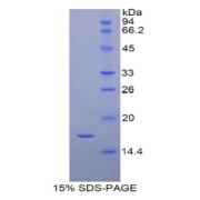 SDS-PAGE analysis of Pig RBP7 Protein.