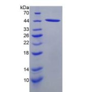 SDS-PAGE analysis of recombinant Rat SLC/CCL21 Protein.