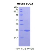 SDS-PAGE analysis of Mouse Secretogranin II Protein.