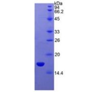 SDS-PAGE analysis of Human Semaphorin 3A Protein.