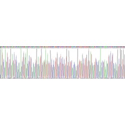 Mouse Serum Amyloid A Protein (SAA1) Protein