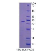 SDS-PAGE analysis of recombinant Mouse SHBG Protein.