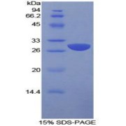 SDS-PAGE analysis of Human SLAMF1 Protein.