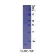 SDS-PAGE analysis of recombinant Mouse Somatostatin Protein.