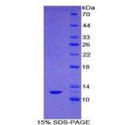 SDS-PAGE analysis of Rat Somatostatin Protein.