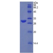 SDS-PAGE analysis of Human SUMF1 Protein.