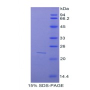 SDS-PAGE analysis of Mouse Sulfite Oxidase Protein.