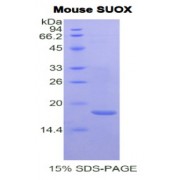 SDS-PAGE analysis of Mouse Sulfite Oxidase Protein.
