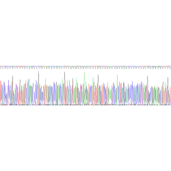 Mouse Pulmonary Surfactant-Associated Protein C (SFTPC) Protein