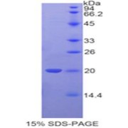 SDS-PAGE analysis of Human Tafazzin Protein.